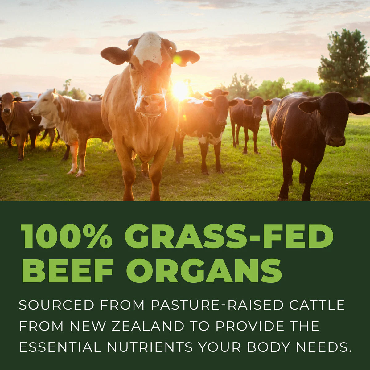 Left Coast Performance Beef Organ Complex – 180 Capsules